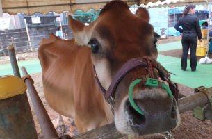 (写真7)学校祭で人気者のジャージー牛