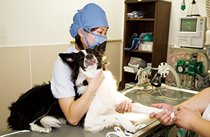 (写真2)動物病院で働く卒業生