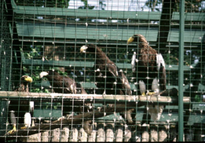(写真4)園では、上記バーサンとは別にオオワシを飼育しており、 1995年国内で初めて繁殖に成功しました、両端が両親で、真ん中の2羽が繁殖した子どもです。 後に判明したことですが、ほんの少し前にカザフスタンのアルマテイ動物園が世界初繁殖に成功しており、 円山動物園は2番目でした。