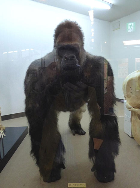 動物園 シャバーニ 死亡 東山 シャバーニおめでとう｜オフィシャルブログ｜東山動植物園