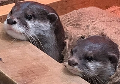 コツメカワウソ