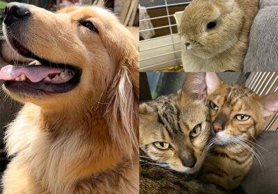 動物たち③
