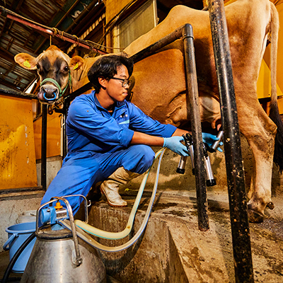 「搾乳・繁殖」テクニック