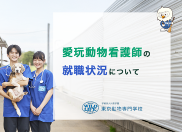 愛玩動物看護師の就職状況について