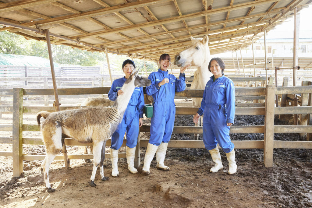 馬の世話をする東京動物専門学校の学生