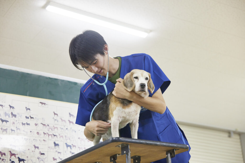 聴診器を当てて心拍や呼吸の確認する東京動物専門学校の学生