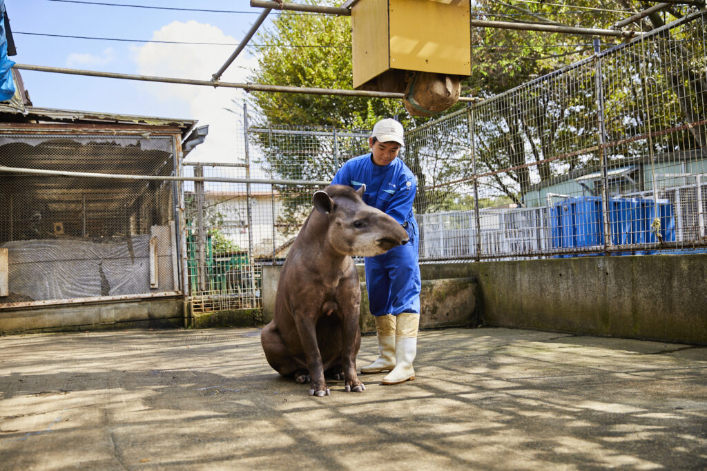 飼育員の仕事：動物のケア