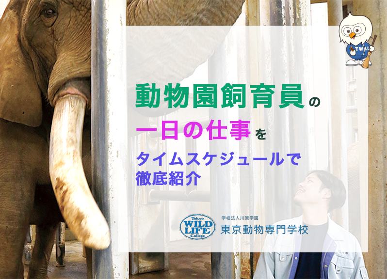 動物園飼育員の一日の仕事をタイムスケジュールで徹底紹介