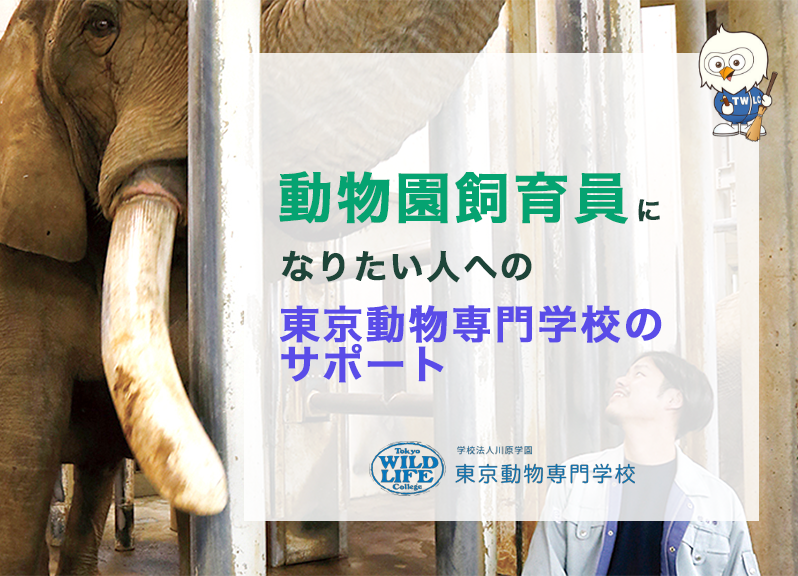動物園の飼育員になりたい人への東京動物専門学校のサポート