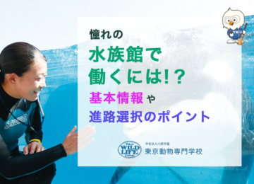 憧れの水族館で働くには！？基本情報や進路選択のポイント