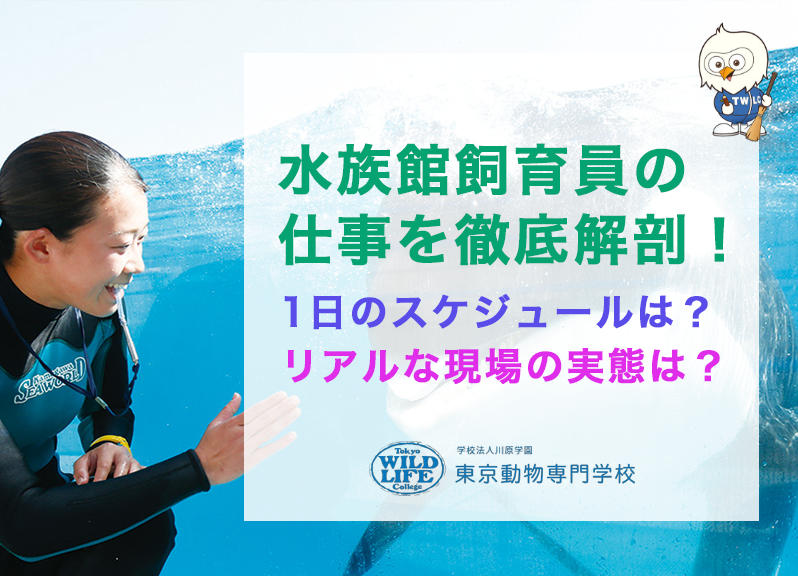水族館飼育員の仕事を徹底解剖！1日のスケジュールは？リアルな現場の実態は？