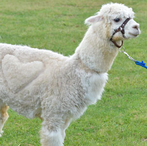 草食動物舎・牛舎