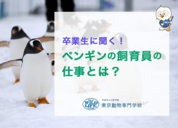 卒業生に聞く！ペンギンの飼育員の仕事とは？